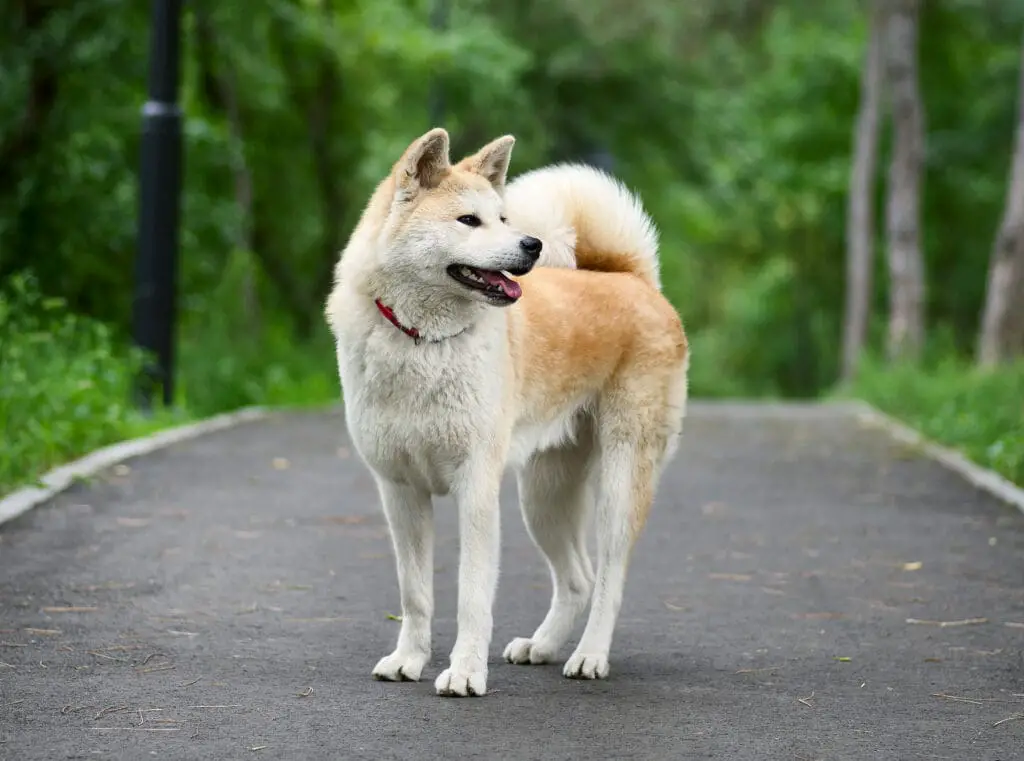 Japanese Akita Inu